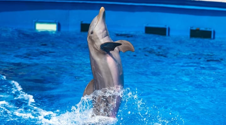 dolphin in pool