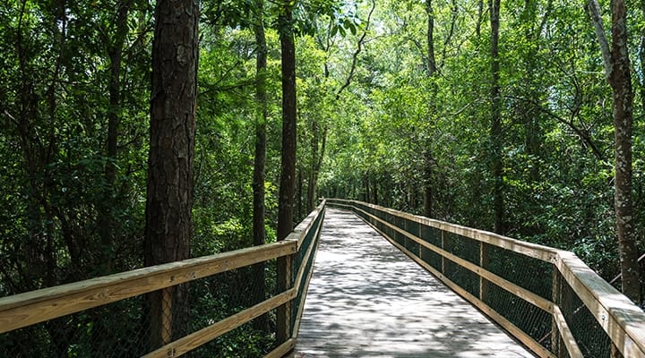 outdoor path in woods