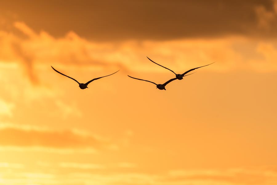 Seagulls and Sunset